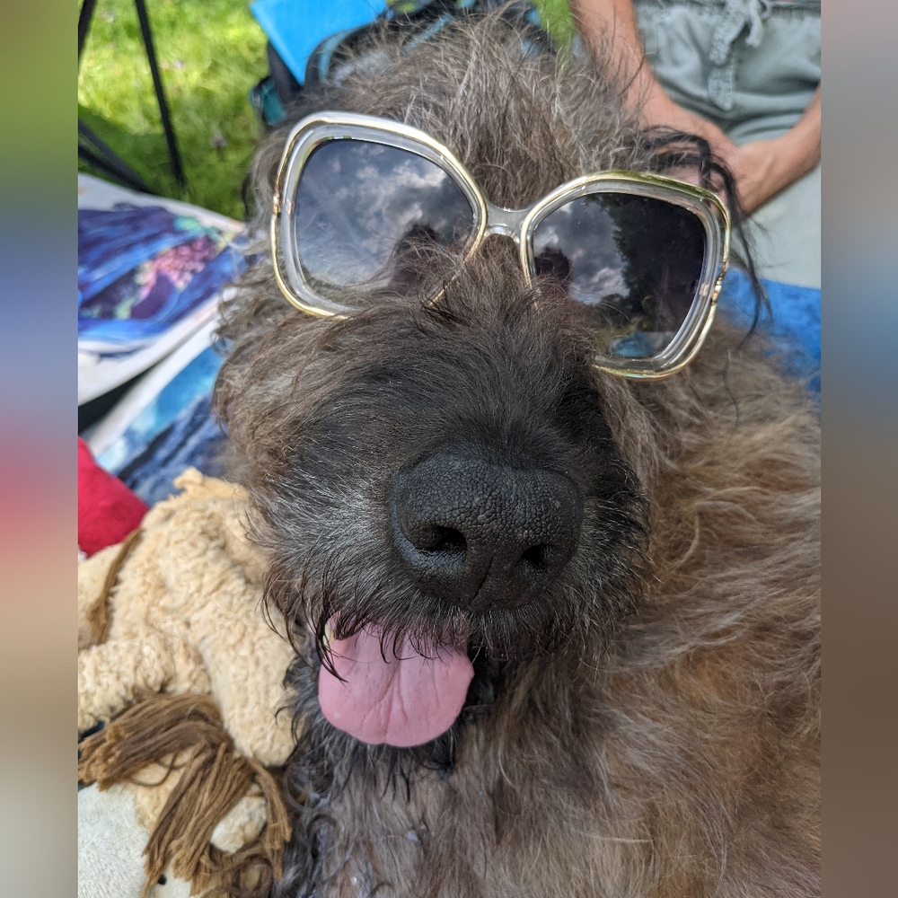 Good Boy BROWNIE BOY 🐾 your legacy will love on